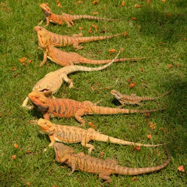 Bahçedeki sakallı Ejder