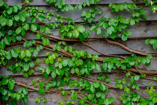 Green Ivy Wood Background — Stock Photo, Image
