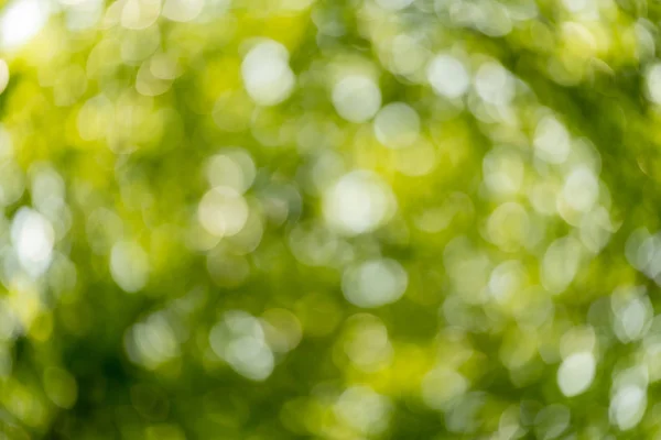 Bokeh Bakgrund Naturen — Stockfoto