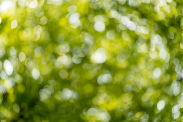 Bokeh Bakgrund Naturen — Stockfoto