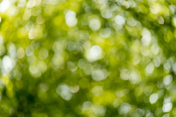 Bokeh Bakgrund Naturen — Stockfoto