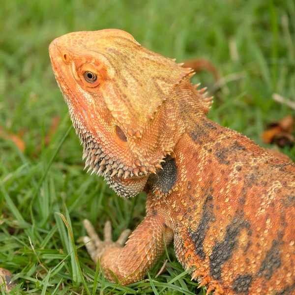 Bearded Dragon in de tuin — Stockfoto