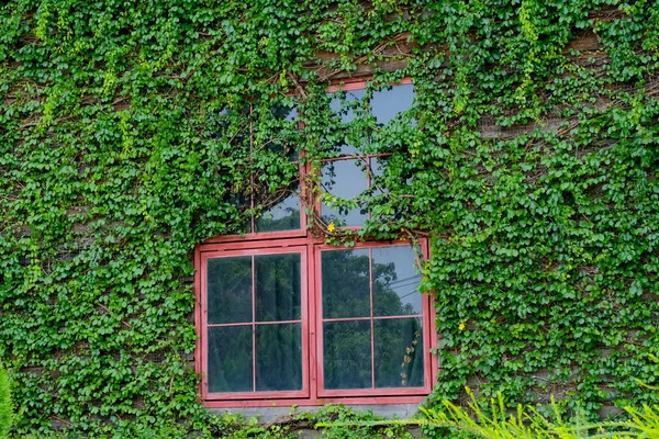 kırmızı bir pencere ve yeşil sarmaşık
