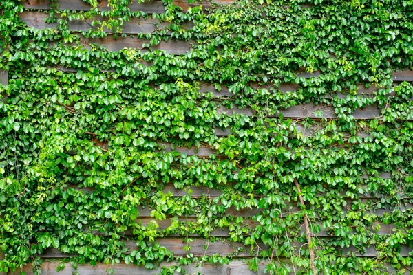 Green ivy on wood background — Stock Photo, Image