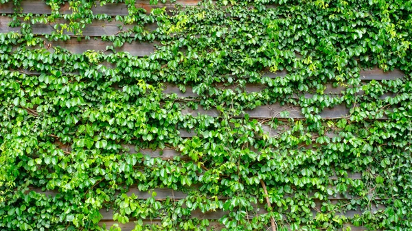 Green ivy on wood background — Stock Photo, Image
