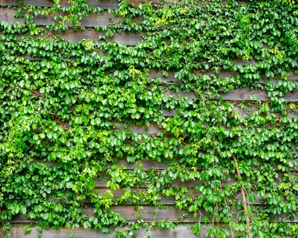Green ivy on wood background — Stock Photo, Image