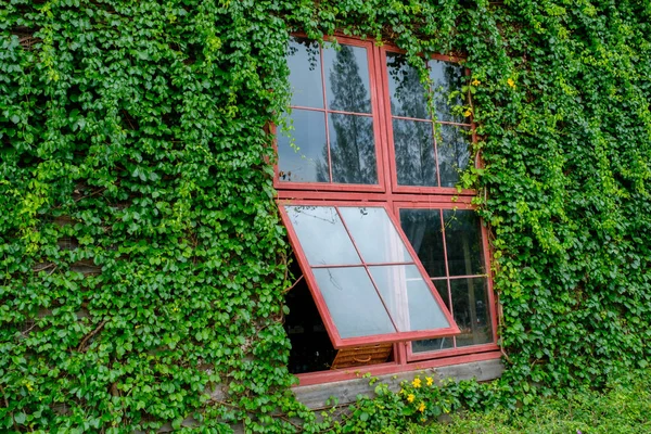 Ventana roja y hiedra verde — Foto de Stock