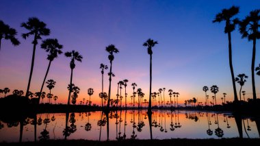 Siluet palmiyesi sabah 