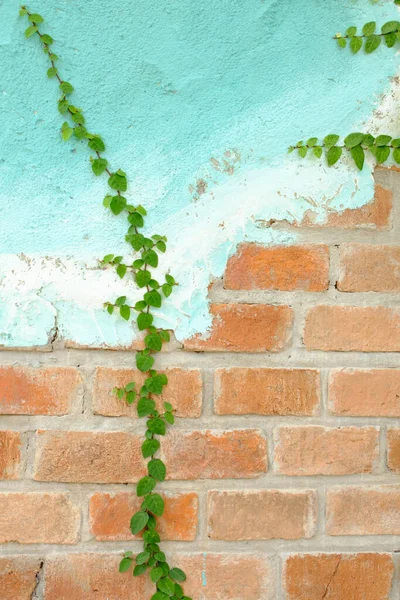 蓝色墙上的绿色常春藤 — 图库照片