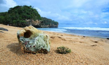 Karang di Pantai 