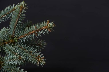 Selamlar yeri olan köknar ağacı