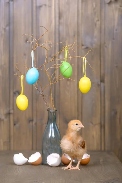 Pintainho recém-nascido e ovos de decoração com casca — Fotografia de Stock