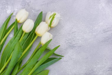 White spring tulips