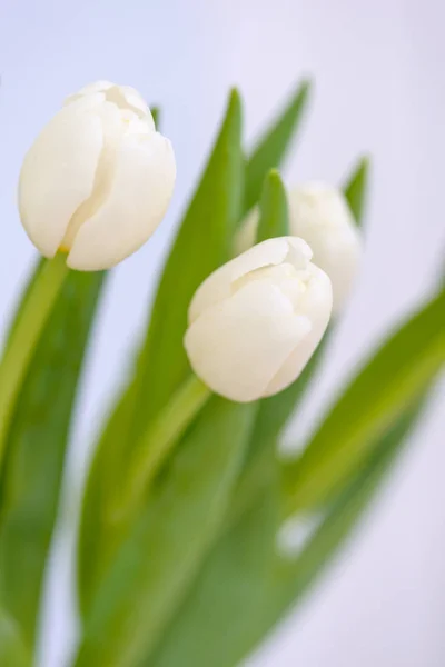 Wirydarz-do góry białe tulipany, piękne wiosenne kwiaty — Zdjęcie stockowe
