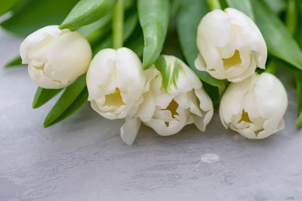 Szczelnie-do góry białe tulipany z miejsca kopii — Zdjęcie stockowe