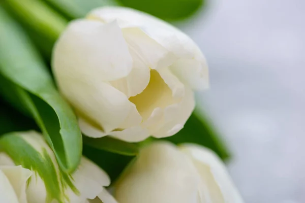 Крупный план белые тюльпаны с копировальным местом — стоковое фото