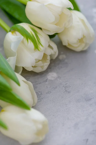 Białe tulipany na szarym tle kamień — Zdjęcie stockowe