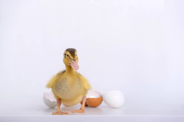 Küçük ördek yavrusu ve yumurta kabuğu