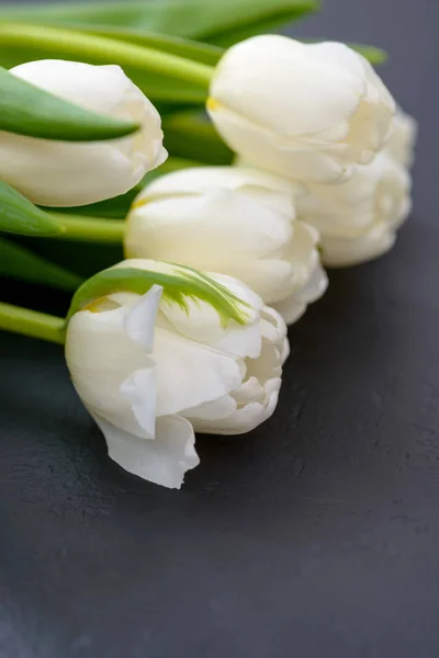 Крупный план красивые белые тюльпаны — стоковое фото