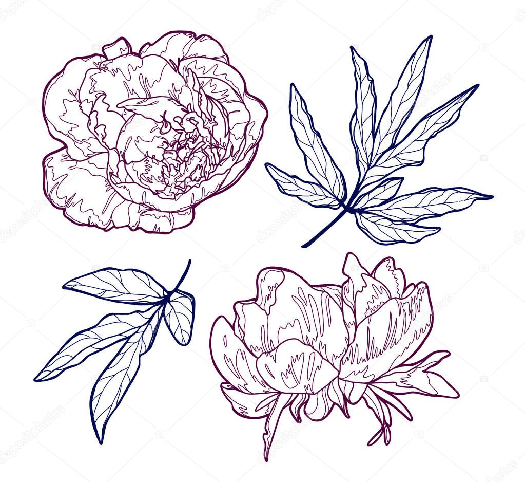 Line art peonies separated on a white background.