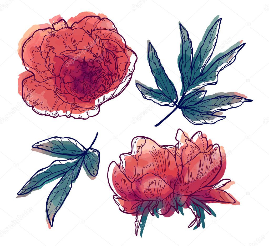 Watercolor line art peonies and leaves separated on a white background.