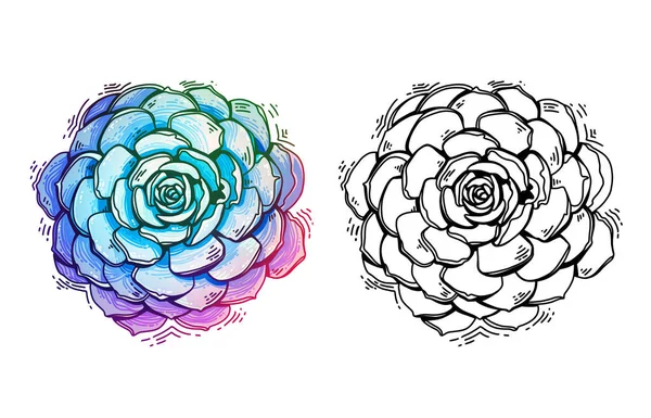 Rosa Suculenta Flor Ilustración Versión Color Línea Arte Decorado Hermosa —  Fotos de Stock