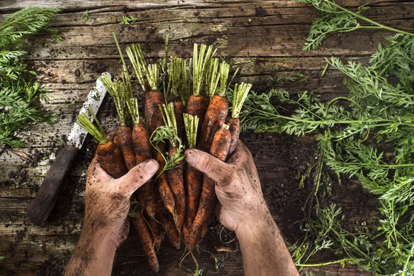 Ramo de zanahorias —  Fotos de Stock