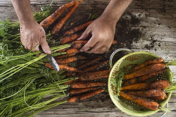 Clean a bunch of carrots Stock Photo