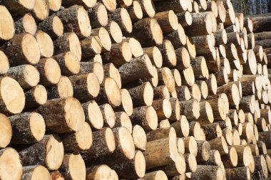 Çam ağaçlarının gövdeleri