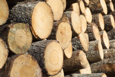 Çam ağaçlarının gövdeleri