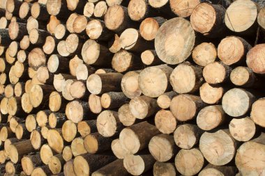 Çam ağaçlarının gövdeleri