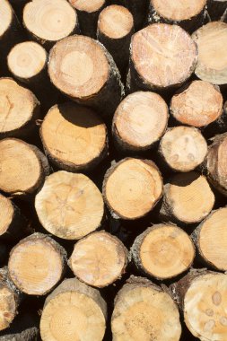 Çam ağaçlarının gövdeleri