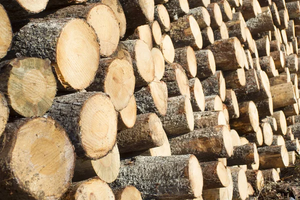 Çam ağaçlarının gövdeleri