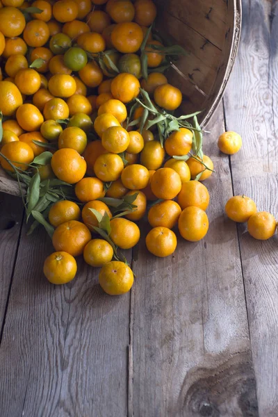 Fruta de inverno Mandarim — Fotografia de Stock