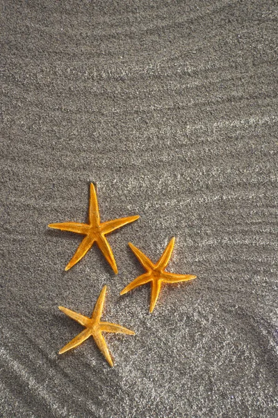 Zeester op het zand — Stockfoto