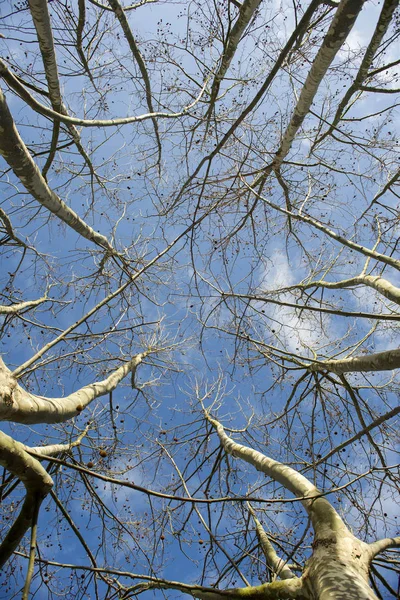 Árbol de sicomoro en invierno — Foto de Stock