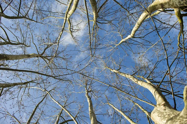 Árbol de sicomoro en invierno — Foto de Stock