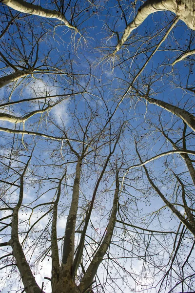 Sycamore tree i vinter — Stockfoto