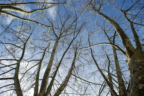Çınar ağacı kışın — Stok fotoğraf