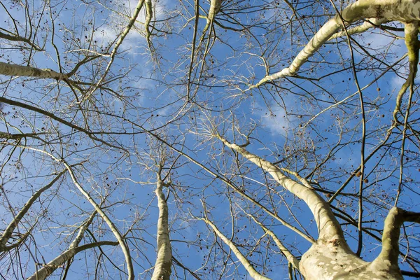 Árbol de sicomoro en invierno — Foto de Stock