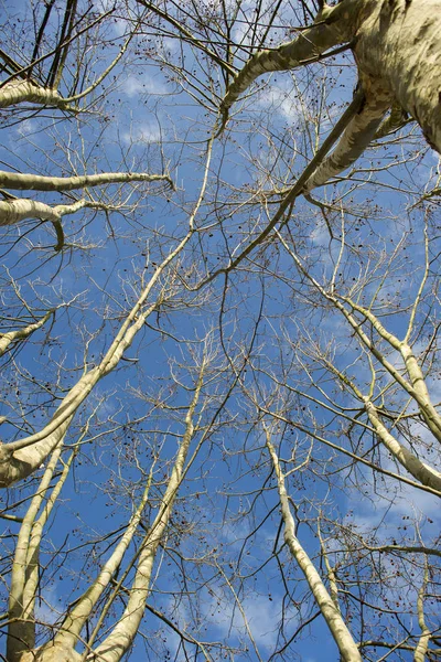 Árbol de sicomoro en invierno — Foto de Stock