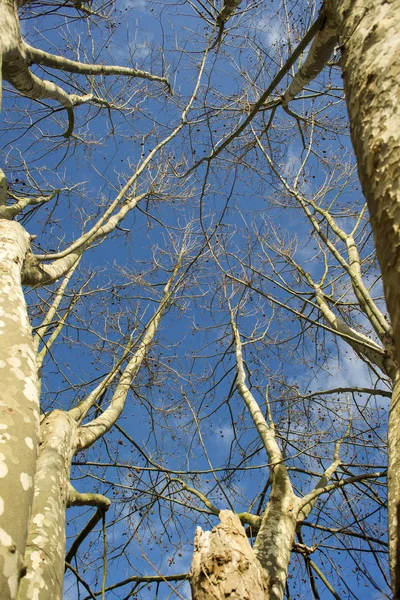 Árbol de sicomoro en invierno — Foto de Stock