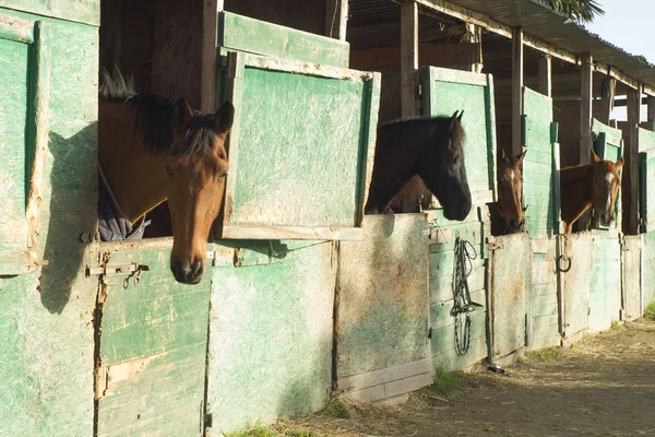 Alter Stall für Pferde — Stockfoto