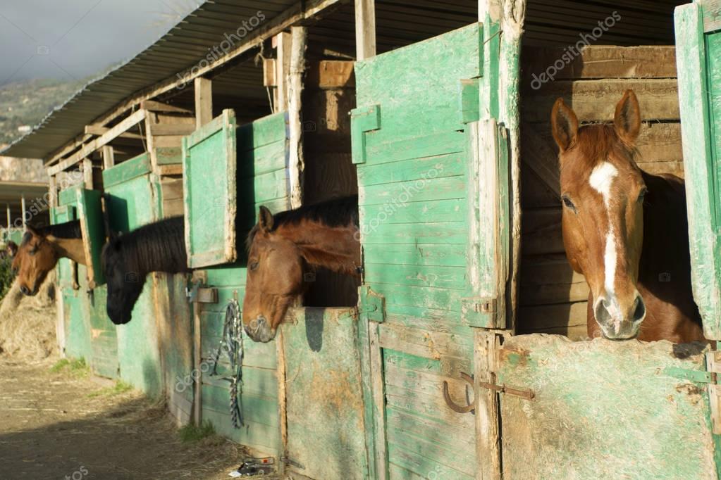 Fotos: establo para caballos | Viejo establo para los caballos — Foto