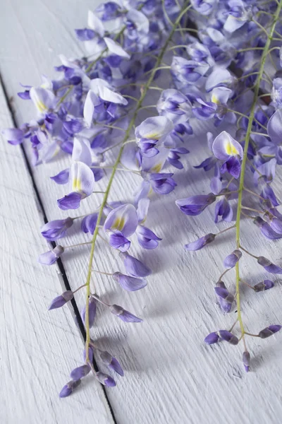 Barvy wisteria — Stock fotografie