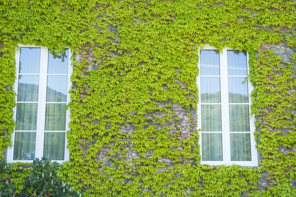 The ivy of Canada — Stock Photo, Image