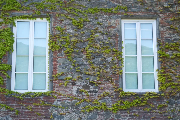 The ivy of Canada — Stock Photo, Image