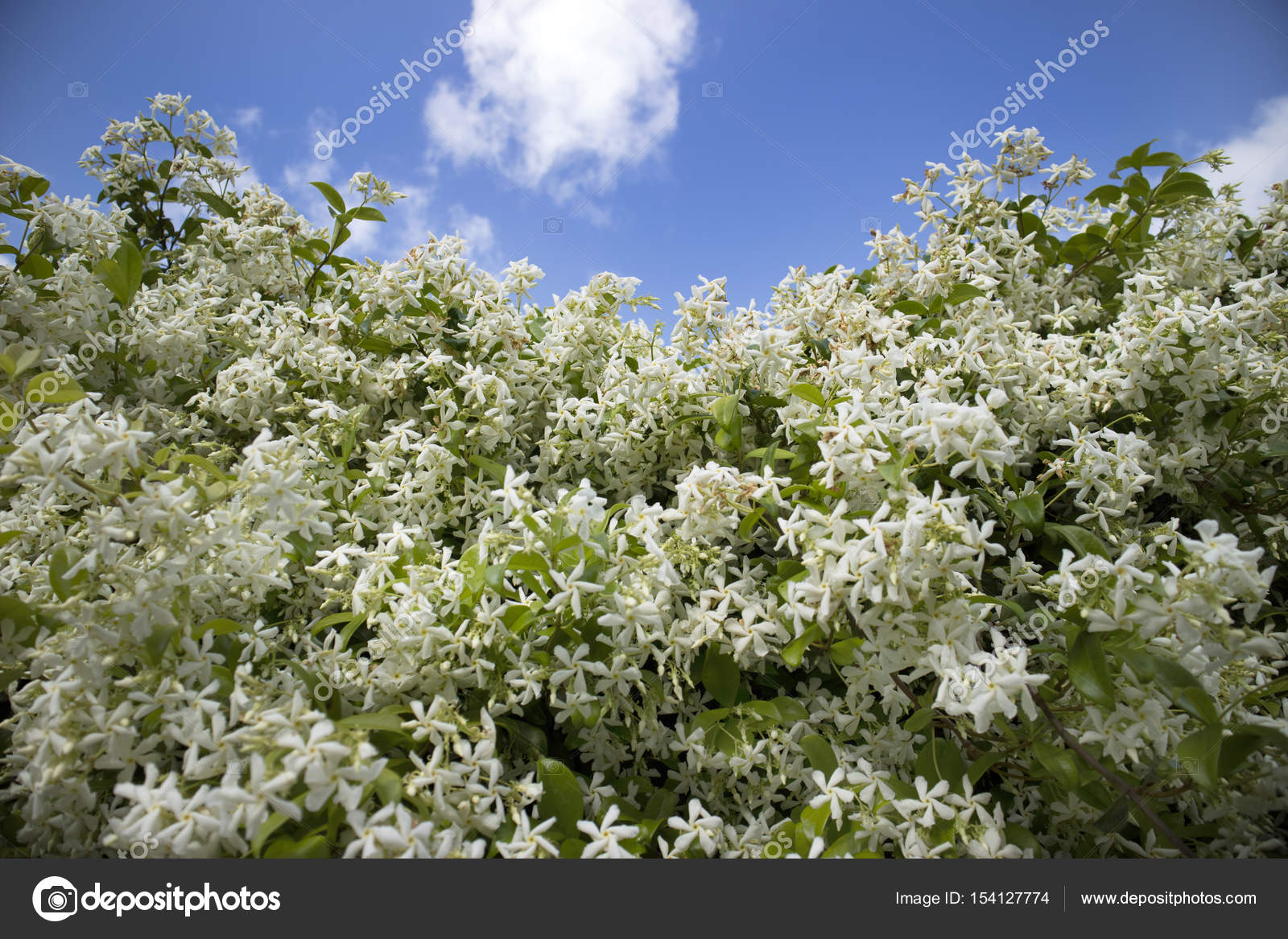 The white jasmine flower Stock Photo by ©Fotografiche 154127774