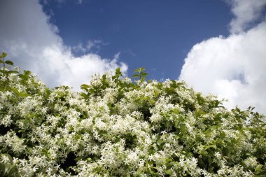 Beyaz Yasemin çiçeği