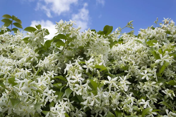 De witte jasmijn bloem — Stockfoto